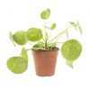 Pilea Peperomioides Mojito