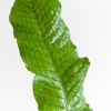 Microsorum-Crocodyllus-p12-3
