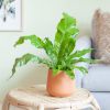 Microsorum-Crocodyllus-p12-Lifestyle