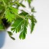 Mimosa blad