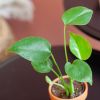 Mini-Monstera-2
