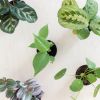 Mini Urban Jungle Plantenbox