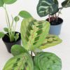 Mini Urban Jungle Plantenbox
