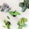 Mini Urban Jungle Plantenbox