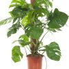 Monstera blad