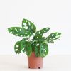 Monstera Adansonii - Monkey Mask - P12