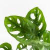 Monstera Adansonii - Monkey Mask - P12