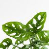 Monstera-Adansonii-p12-5