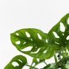 Monstera-Adansonni-p12-4 1