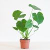Monstera-Deliciosa-p12-2