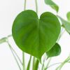 Monstera-Deliciosa-p12-3 1
