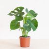 Monstera-Deliciosa-p17-2