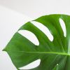 Alocasia Branchifolia Pink Passion blad