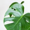 Monstera Plantenbox (3 stuks)