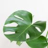 Monstera Deliciosa - Gatenplant - inclusief Jute Pot Zwart- P17