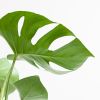 Monstera Deliciosa - Gatenplant - inclusief Jute Pot Zwart- P17