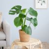 Monstera-Deliciosa-p17-Lifestyle