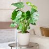 Monstera kopen