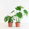 Monstera-Duo-p12-1