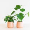 Monstera-Duo-p12-2