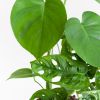 Monstera-Duo-p12-3