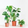 Monstera Plantenbox (3 stuks)