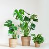 Monstera Plantenbox (3 stuks)