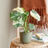 Monstera Thai constellation plant