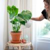 Monstera Deliciosa gatenplant kopen