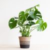 Monstera-deliciosa-P21-lissabon-zwart-2-1024