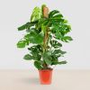 Monstera gatenplant kopen