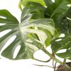 monstera variegata blad
