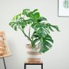 Monstera Variegata