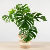 Monstera Variegata