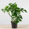 Monstera Variegata