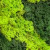 mosschilderij closeup