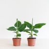 Musa-Duo-p12-1