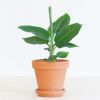 Bananenplant - Musa Tropicana - P12