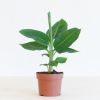 Bananenplant - Musa Tropicana - P12