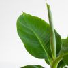 Musa-Tropicana-p12-5