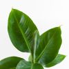 Musa-Tropicana-p12-8
