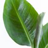 Musa-Tropicana-p12-9 1