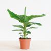 Musa Tropicana (Bananenplant) - P17