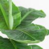 Musa Tropicana (Bananenplant) - P17