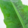 Musa Dwarf Cavendish - Bananenplant - P21
