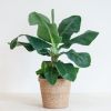 Musa Dwarf Cavendish - Bananenplant - P21