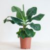 Musa Dwarf Cavendish - Bananenplant - P21