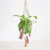 Nepenthes Alata - Bekerplant - P14