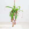 Nepenthes Alata - Bekerplant - P14