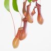 Nepenthes Alata - Bekerplant - P14